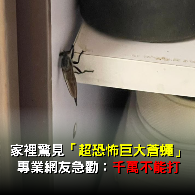 被照了放大燈？家裡驚見「超巨大蒼蠅」停在櫥櫃上　他嚇傻問「到底是什麼蟲」專業網友解惑了
