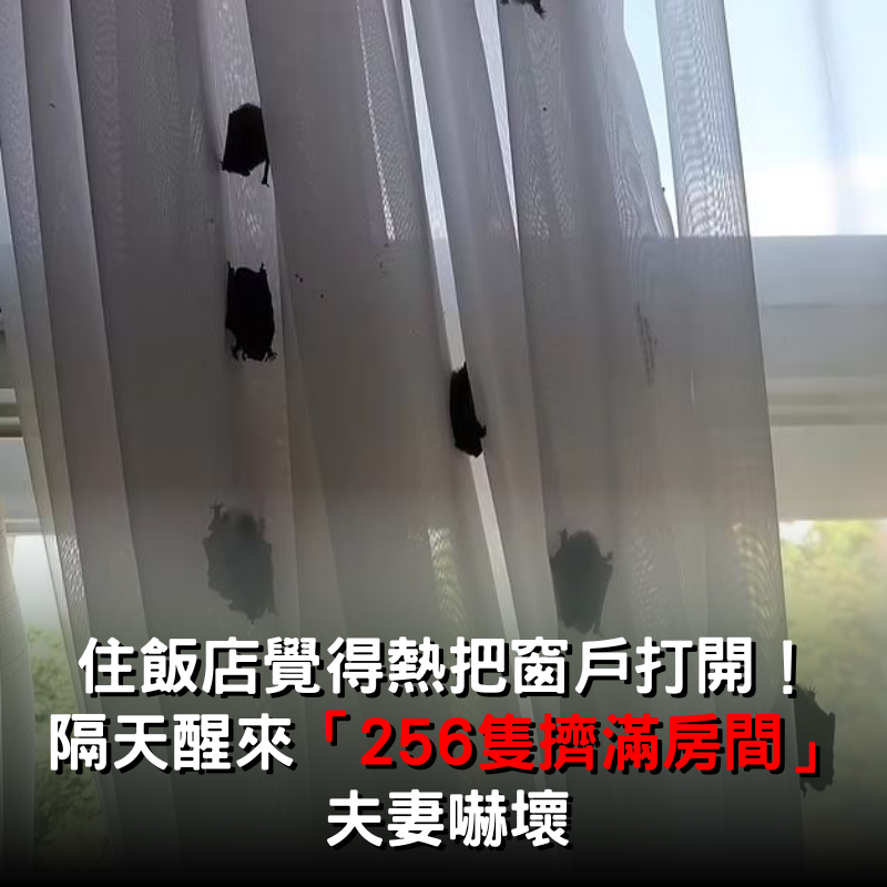 夫妻住飯店覺得悶熱「把窗戶通通打開通風」!隔天醒來「256隻擠滿房間」直接嚇壞