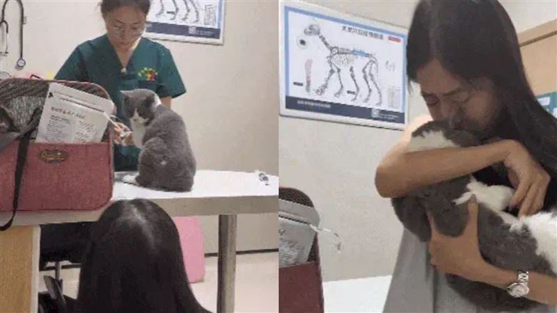 小貓罹癌「安樂前最後回眸」！主人瞬間崩潰痛哭：牠怕忘了我的臉...