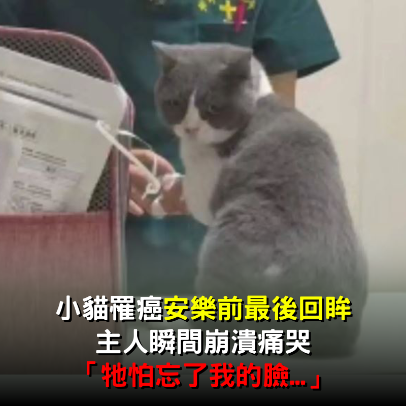 小貓罹癌「安樂前最後回眸」！主人瞬間崩潰痛哭：牠怕忘了我的臉...
