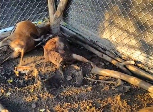 彰化120隻羊慘遭毒殺！飼主指控「地主下藥殺羊」：很多羊都還懷孕...