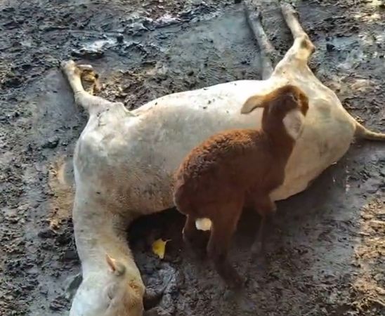 彰化120隻羊慘遭毒殺！飼主指控「地主下藥殺羊」：很多羊都還懷孕...