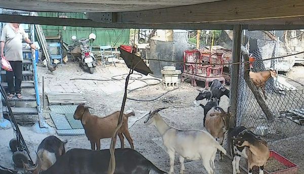彰化120隻羊慘遭毒殺！飼主指控「地主下藥殺羊」：很多羊都還懷孕...