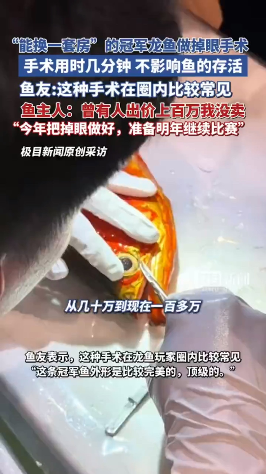 冠軍龍魚「動割眼袋手術」！驚人手術價格曝光「能買下一套房」