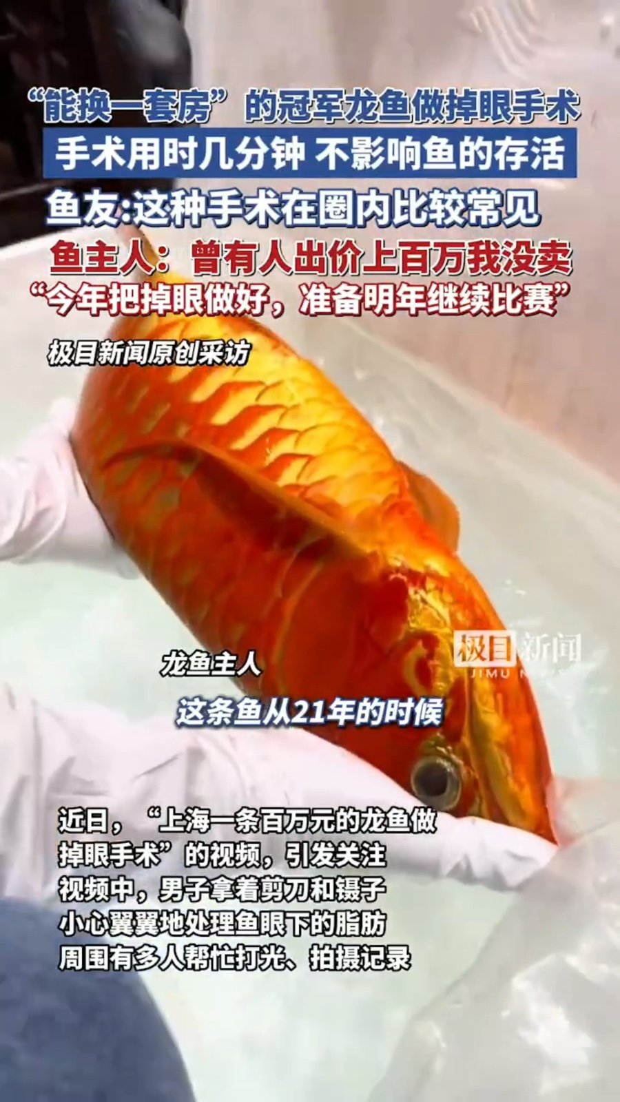 冠軍龍魚「動割眼袋手術」！驚人手術價格曝光「能買下一套房」