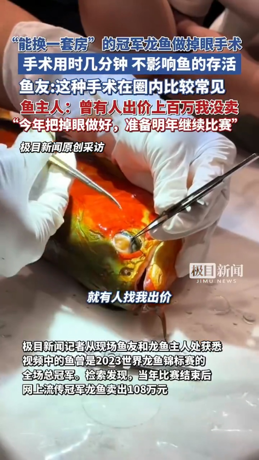 冠軍龍魚「動割眼袋手術」！驚人手術價格曝光「能買下一套房」