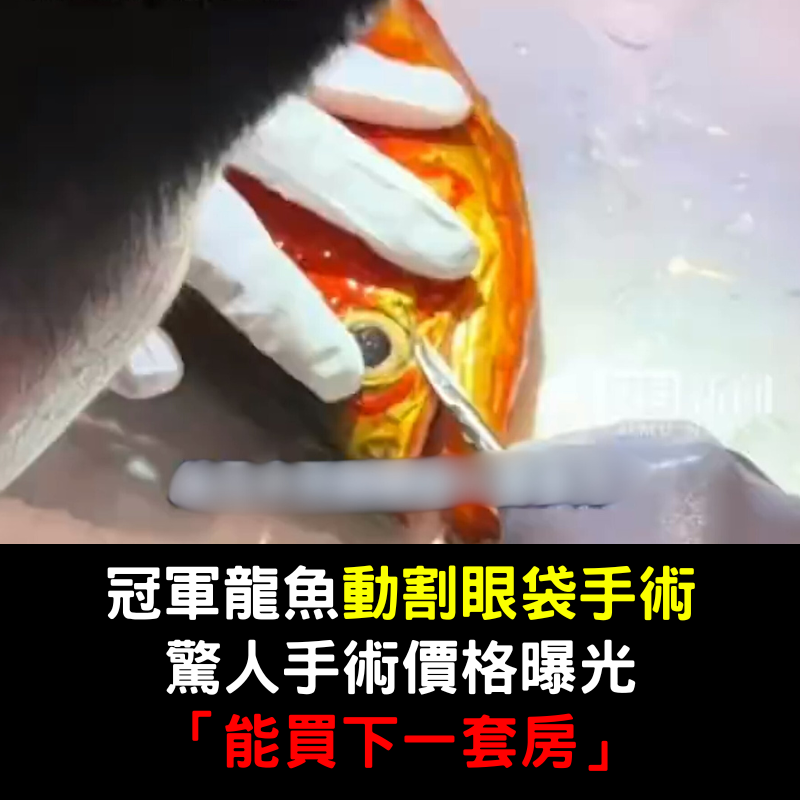 冠軍龍魚「動割眼袋手術」！驚人手術價格曝光「能買下一套房」