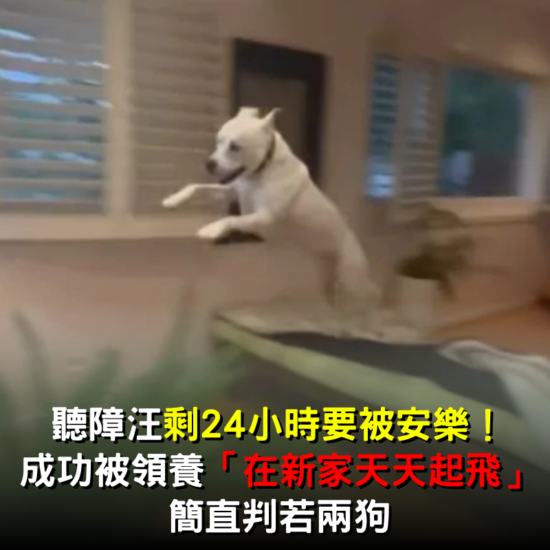 聽障汪再24小時要被安樂！成功被領養「在新家天天起飛」好黑皮