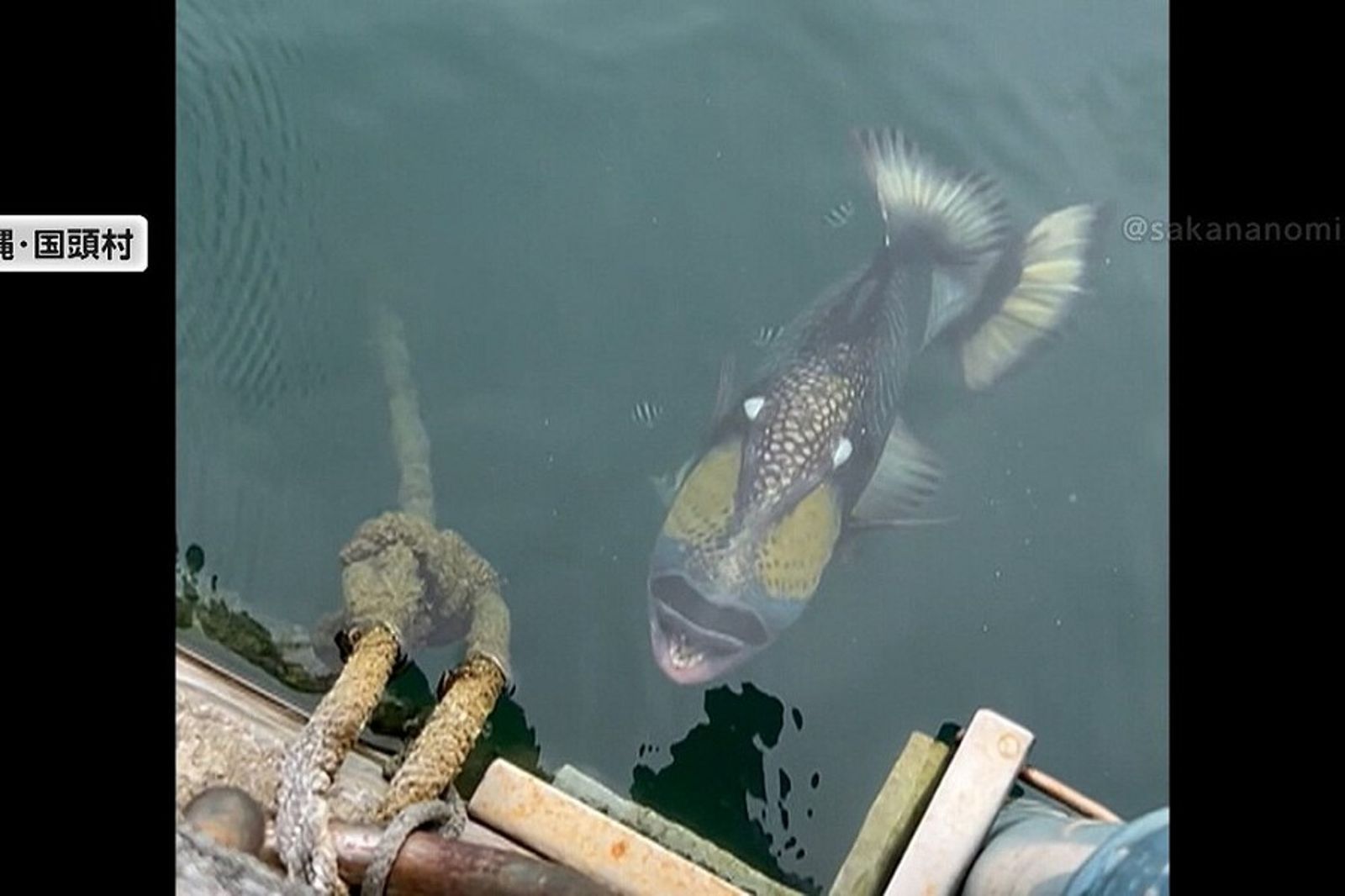 海面浮出詭異人臉魚！ 內行一看超怕比鯊魚更凶殘 「還有像人類一樣的牙齒」