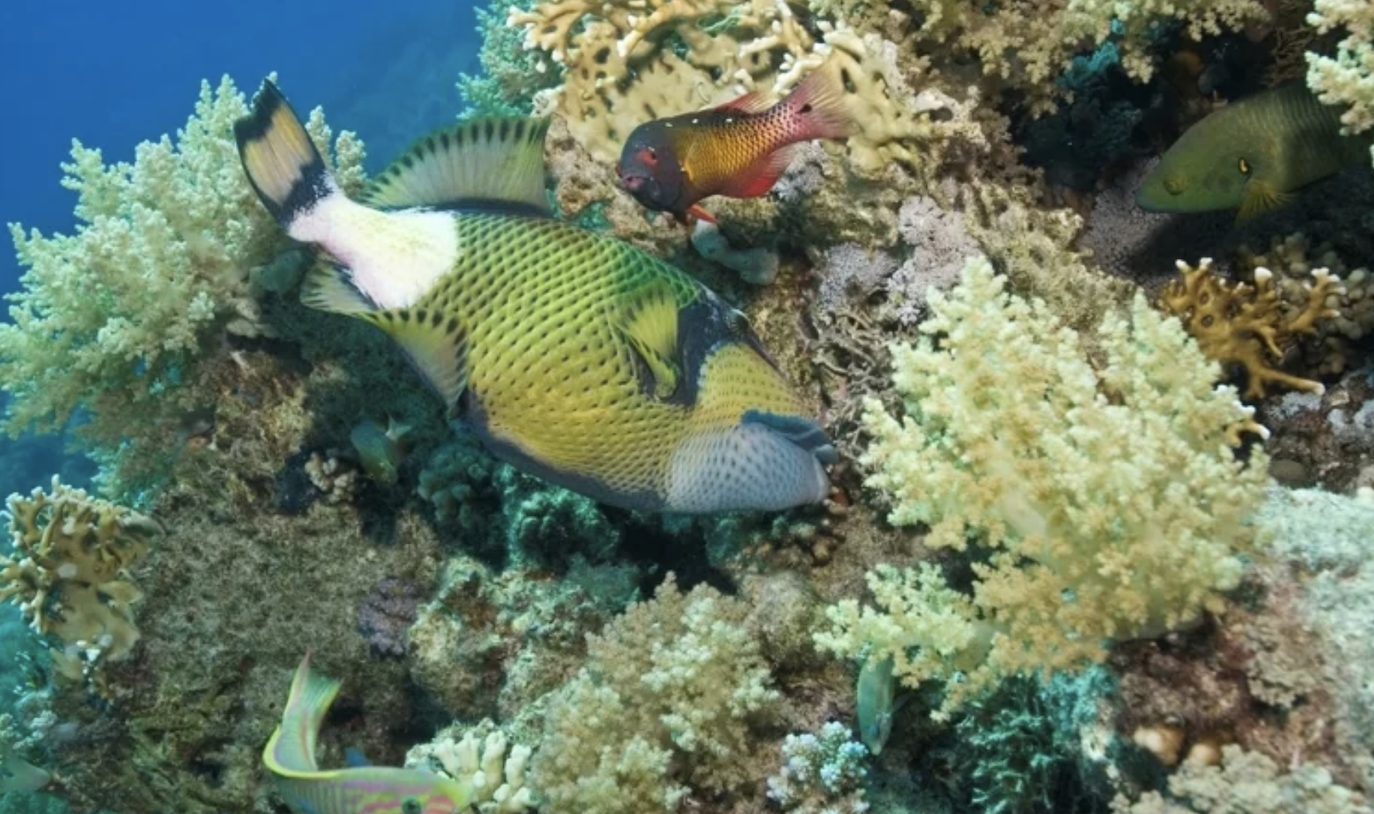 海面浮出詭異人臉魚！ 內行一看超怕比鯊魚更凶殘 「還有像人類一樣的牙齒」