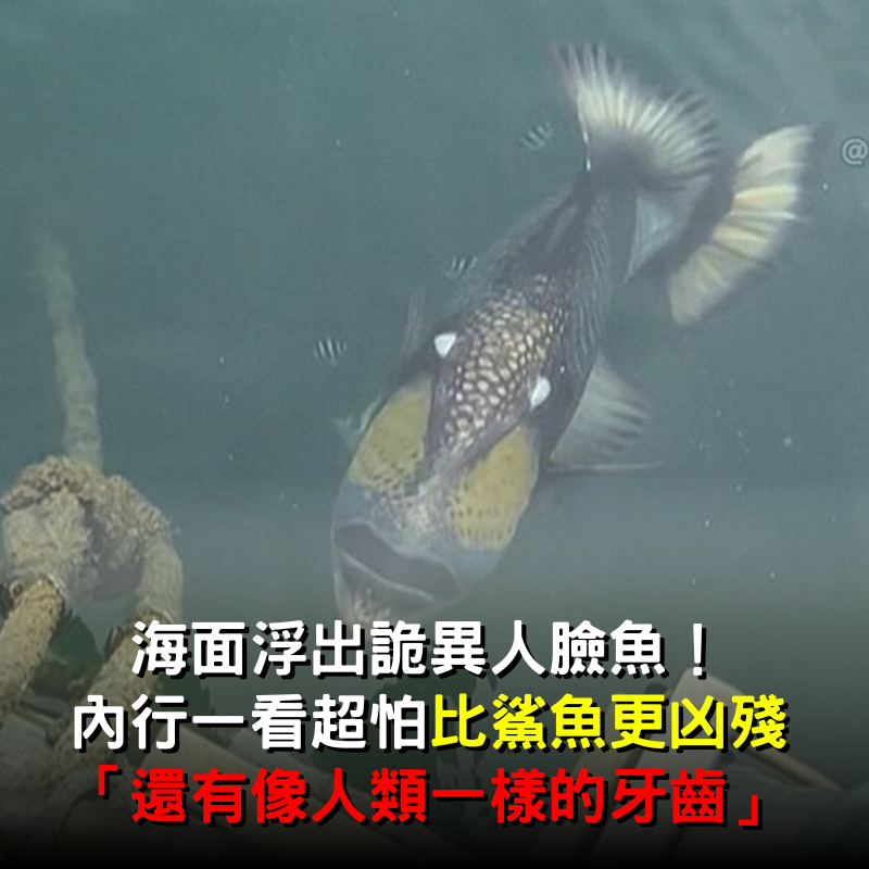 海面浮出詭異人臉魚！ 內行一看超怕比鯊魚更凶殘 「還有像人類一樣的牙齒」