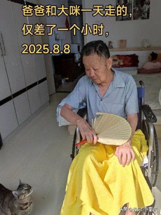 癌末無法治了！接病重父回家「沒多久過世」　家中老貓「1小時後離奇舉動」網哭暈：牠怕爸爸一個人寂寞