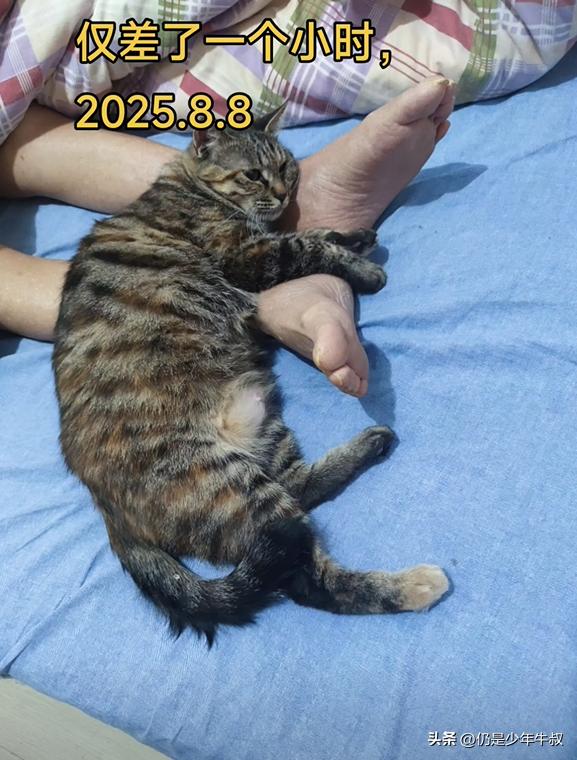 癌末無法治了！接病重父回家「沒多久過世」　家中老貓「1小時後離奇舉動」網哭暈：牠怕爸爸一個人寂寞