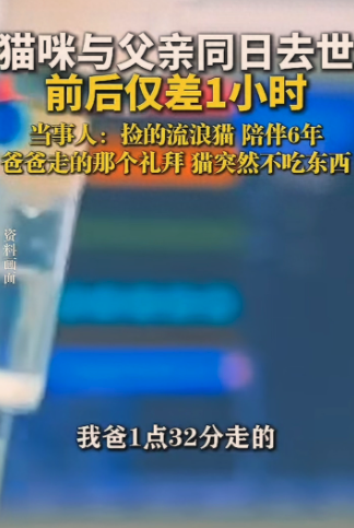 癌末無法治了！接病重父回家「沒多久過世」　家中老貓「1小時後離奇舉動」網哭暈：牠怕爸爸一個人寂寞