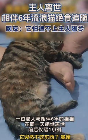 癌末無法治了！接病重父回家「沒多久過世」　家中老貓「1小時後離奇舉動」網哭暈：牠怕爸爸一個人寂寞