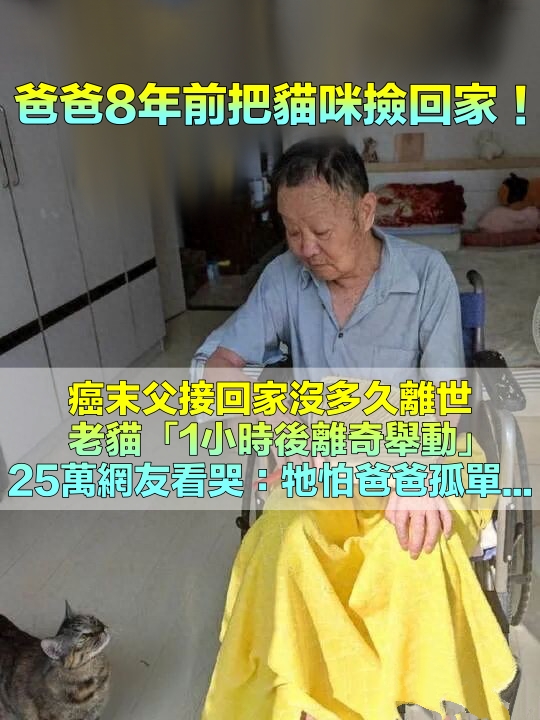 癌末無法治了！接病重父回家「沒多久過世」　家中老貓「1小時後離奇舉動」網哭暈：牠怕爸爸一個人寂寞