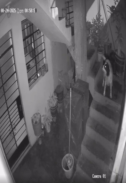 半夜家中被丟地雷！狗狗「發現不對勁」衝下樓　毫不猶豫「用嘴含住」結局網全看哭