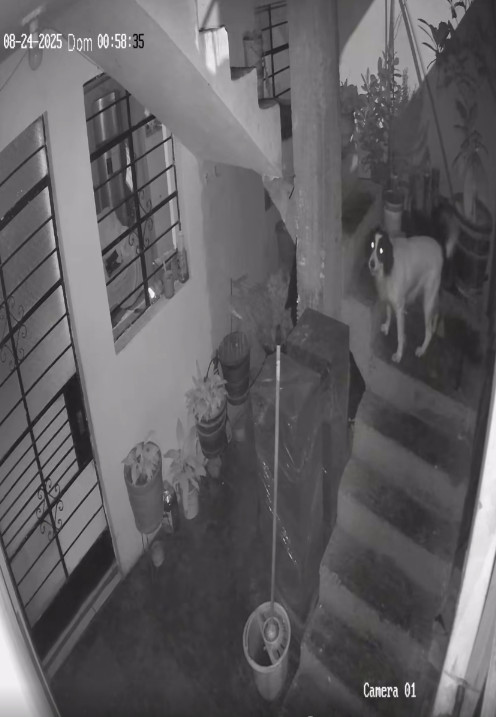半夜家中被丟地雷！狗狗「發現不對勁」衝下樓　毫不猶豫「用嘴含住」結局網全看哭