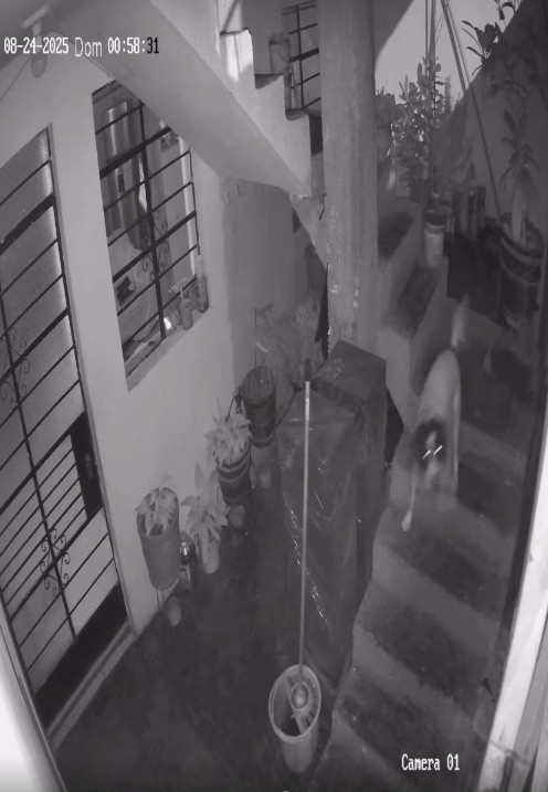 半夜家中被丟地雷！狗狗「發現不對勁」衝下樓　毫不猶豫「用嘴含住」結局網全看哭