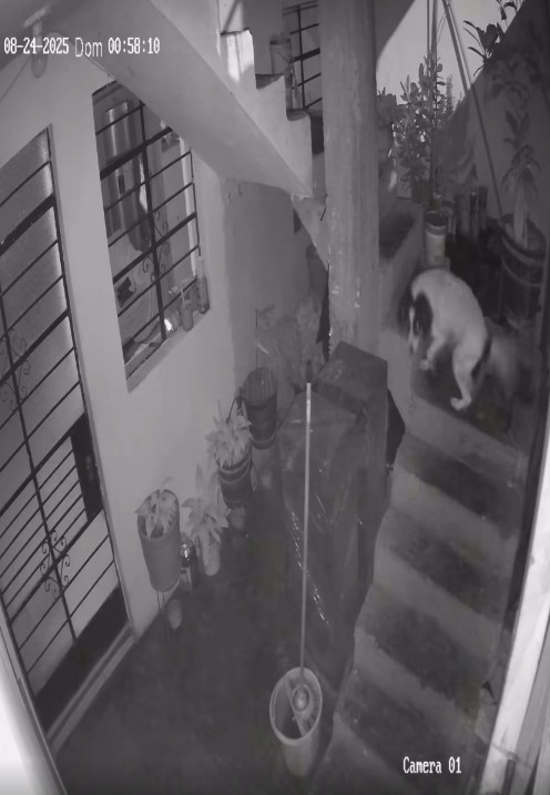 半夜家中被丟地雷！狗狗「發現不對勁」衝下樓　毫不猶豫「用嘴含住」結局網全看哭
