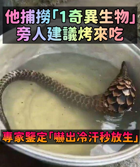 似蛇非蛇!男子捕撈到「一奇異生物」被建議:烤了吃 專家鑒定後「嚇出一身冷汗」秒速放生