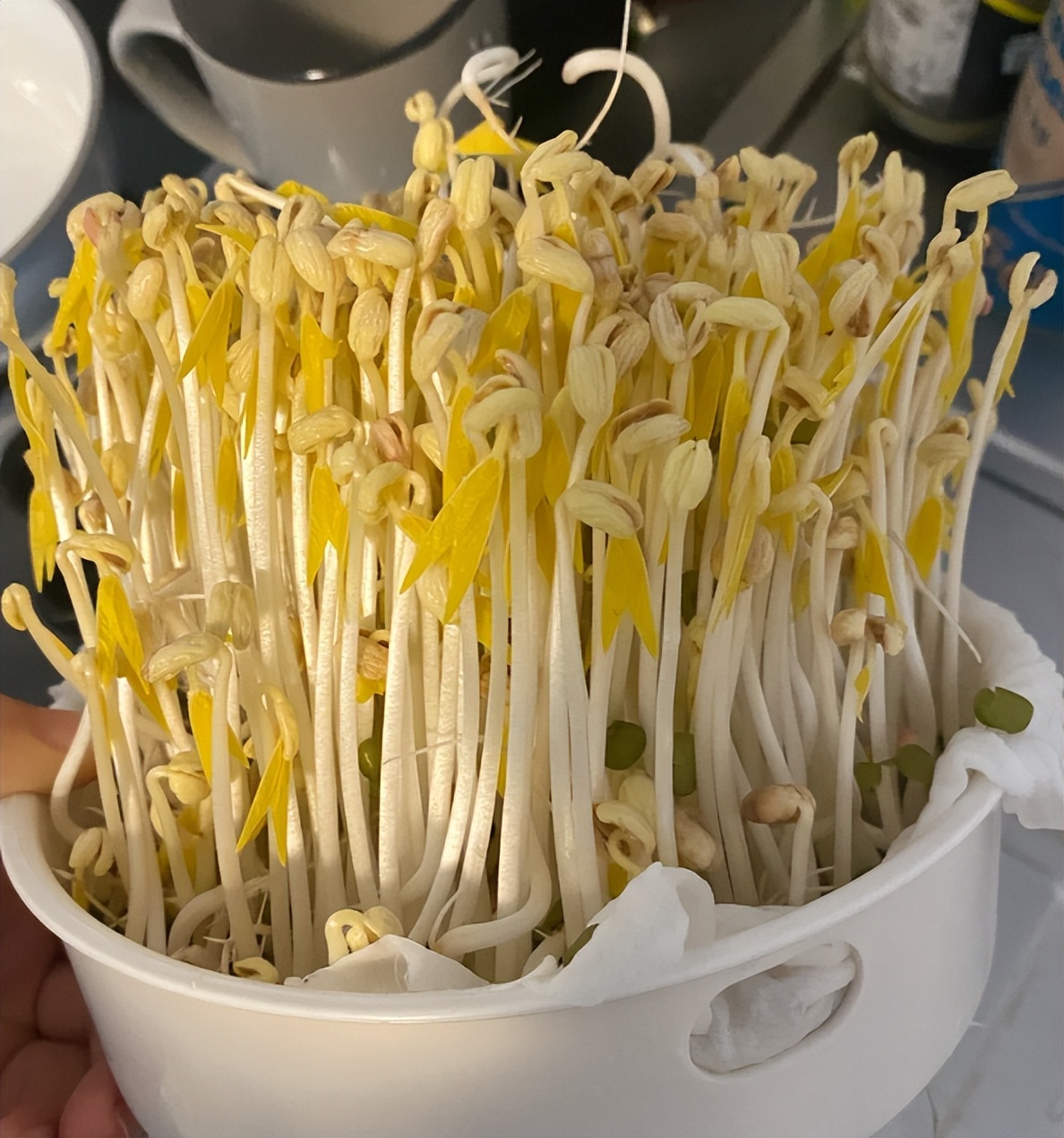 菜市場買菜注意！這4種蔬菜「大多都泡過藥水」老闆自己都不吃