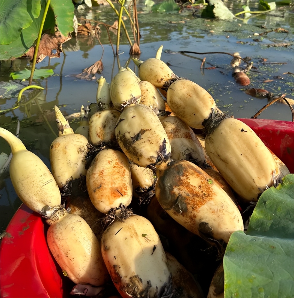 菜市場買菜注意！這4種蔬菜「大多都泡過藥水」老闆自己都不吃