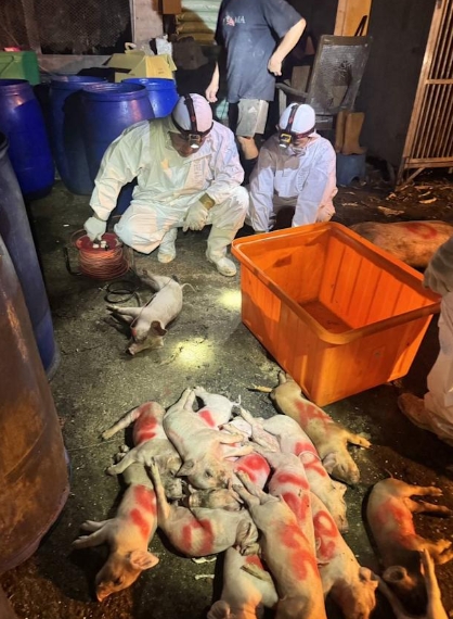 防守7年破功！台中爆非洲豬瘟「195隻緊急撲殺」　遭爆「22隻豬早就賣出」流向曝光