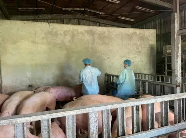 防守7年破功！台中爆非洲豬瘟「195隻緊急撲殺」　遭爆「22隻豬早就賣出」流向曝光