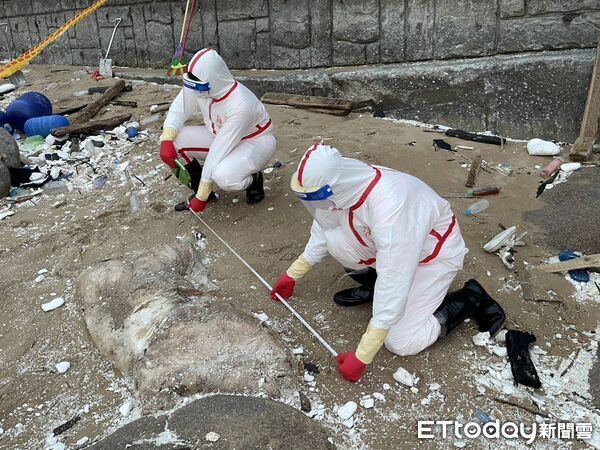 又是非洲豬瘟？馬祖北竿沙灘「驚見海漂豬屍」　檢疫單位「緊急清消焚燬」採樣調查...