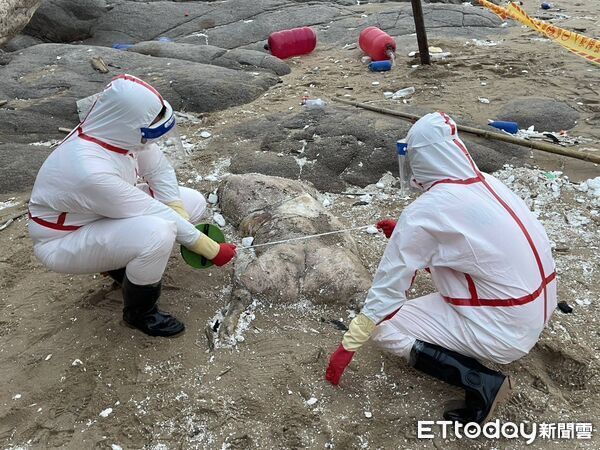 又是非洲豬瘟？馬祖北竿沙灘「驚見海漂豬屍」　檢疫單位「緊急清消焚燬」採樣調查...