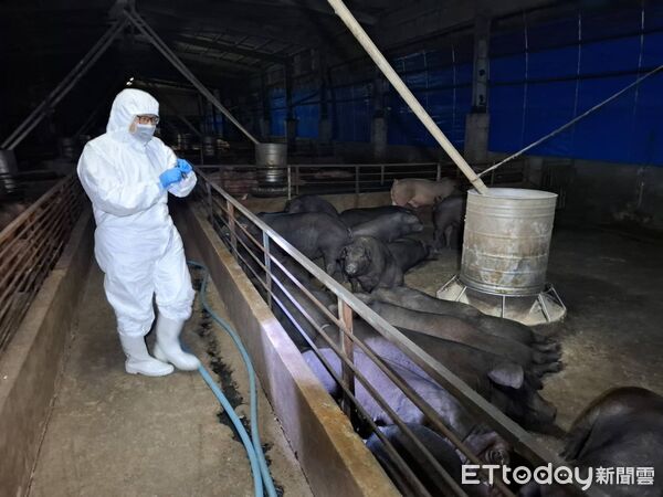 非洲豬瘟爆不停！台中豬農兒強調「絕非不良豬農」　被查出「10天死117頭豬」崩潰：沒想害台灣產業...