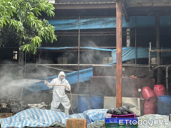 非洲豬瘟爆不停！台中豬農兒強調「絕非不良豬農」　被查出「10天死117頭豬」崩潰：沒想害台灣產業...