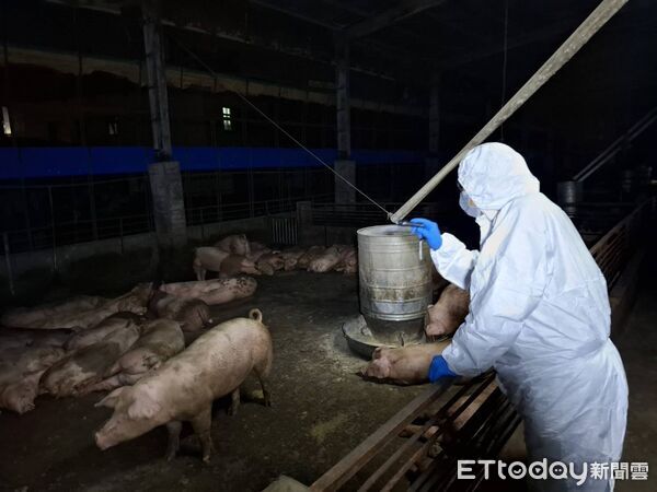 快訊/非洲豬瘟確認!農業部宣布「全國豬肉暫停出口」