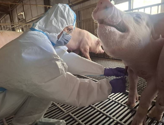 最新!台中非洲豬瘟「擴散完整時間表」曝光 疑「3度誤判」錯失良機