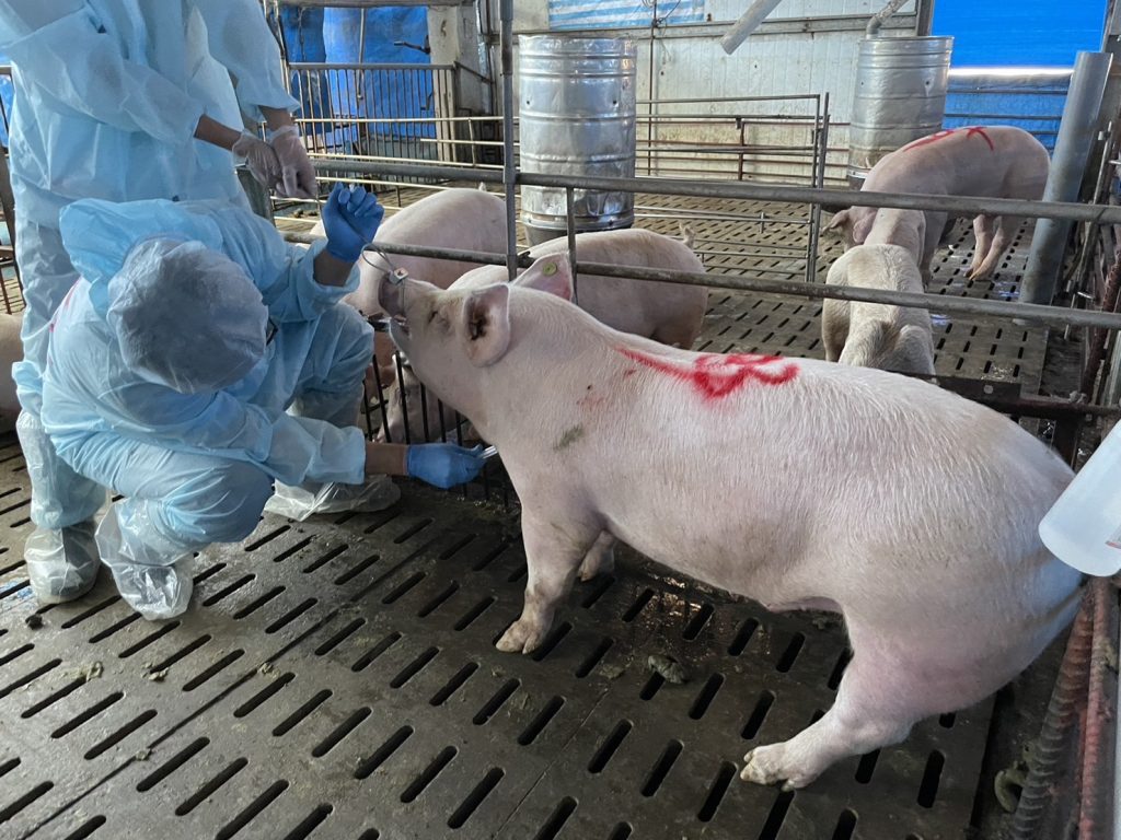 最新!台中非洲豬瘟「擴散完整時間表」曝光 疑「3度誤判」錯失良機