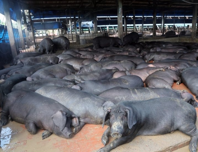 最新!台中非洲豬瘟「擴散完整時間表」曝光 疑「3度誤判」錯失良機