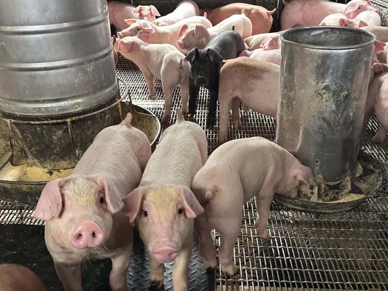 非洲豬瘟「禁宰令衝擊」!這縣市首宣布:豬肉攤商「1個月免繳租金」使用費減免