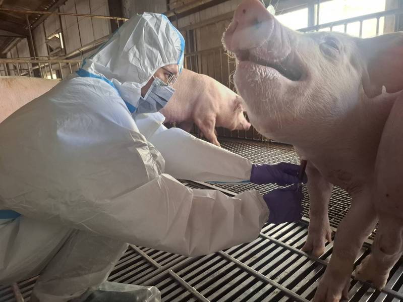 非洲豬瘟「禁宰令衝擊」!這縣市首宣布:豬肉攤商「1個月免繳租金」使用費減免