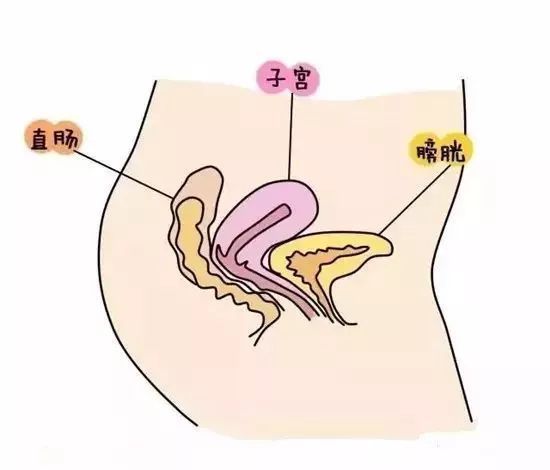 摘子宮後狂漏尿!44婦女淚控切除後「胃和膀胱掉下來」引發後遺症 醫揭真相「問題出在它」