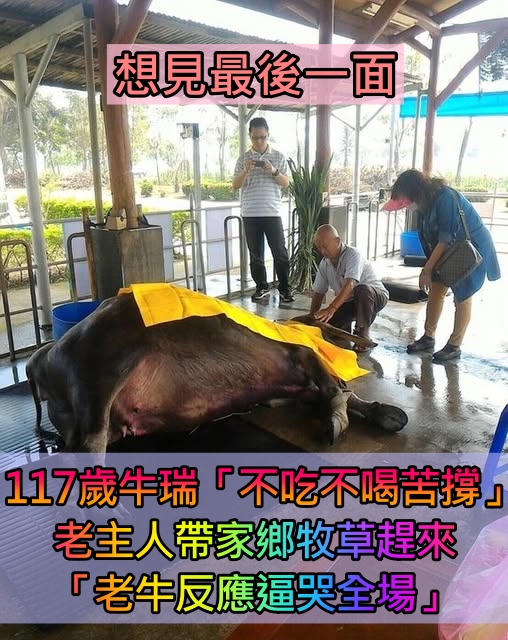 不吃不喝！117歲老牛苦撐只為「見老主人最後一面」　主人「特地帶家鄉牧草趕來」含淚：下輩子找個好人家