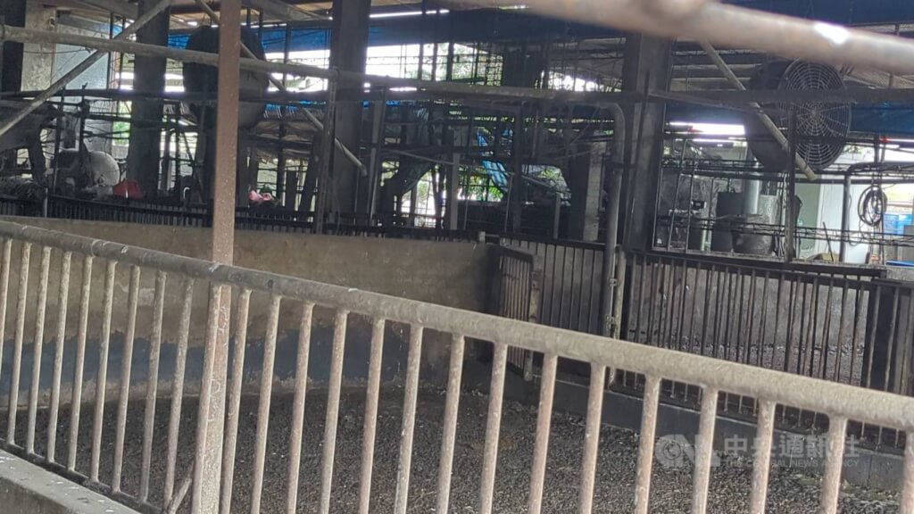 非洲豬瘟延燒!台中豬農父子「拖24天慘遭收押」 法院「公開3理由」:罪嫌重大