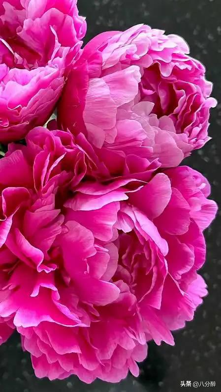 離婚單身多年！張曼玉「巔峰時淡出」隱居國外　61歲「逛寶寶衣服」突驚喜公開：是時候向你們介紹了