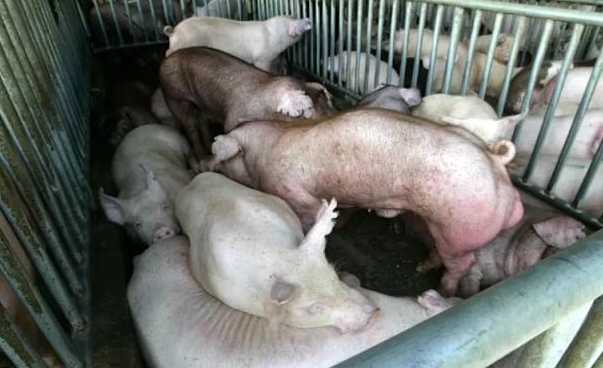 有豬肉了！禁宰禁運「將分階段開放」時間點曝光