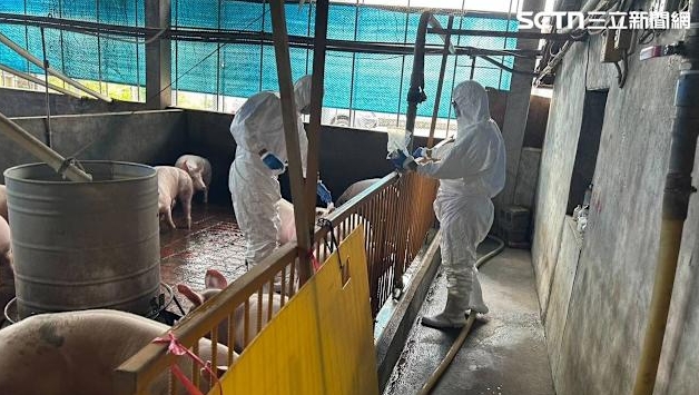 有豬肉了！禁宰禁運「將分階段開放」時間點曝光