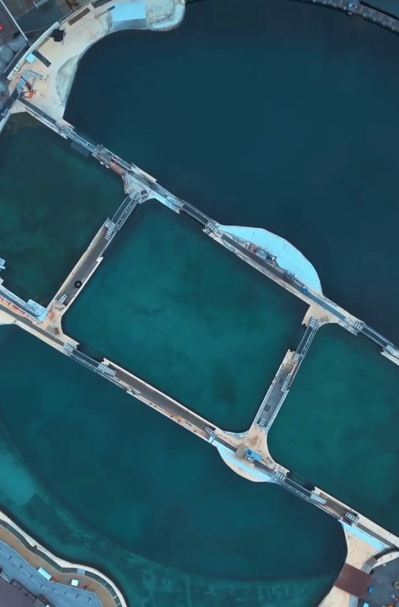 虎鯨母子「受困廢棄樂園」待腐水1年！聽見無人機聲音「下秒靈性舉動」網看哭：在努力求救