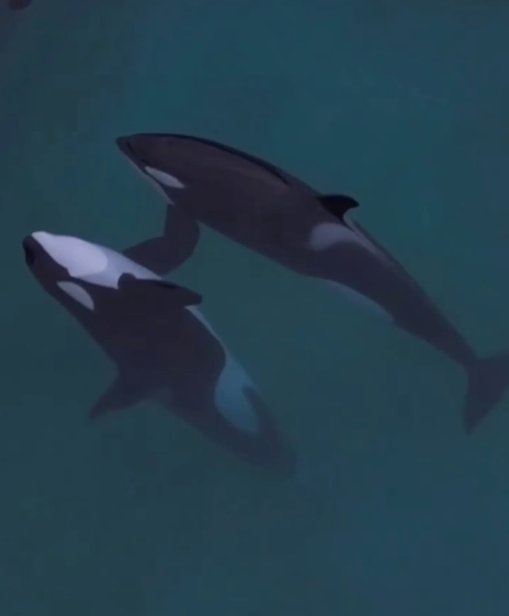 虎鯨母子「受困廢棄樂園」待腐水1年！聽見無人機聲音「下秒靈性舉動」網看哭：在努力求救