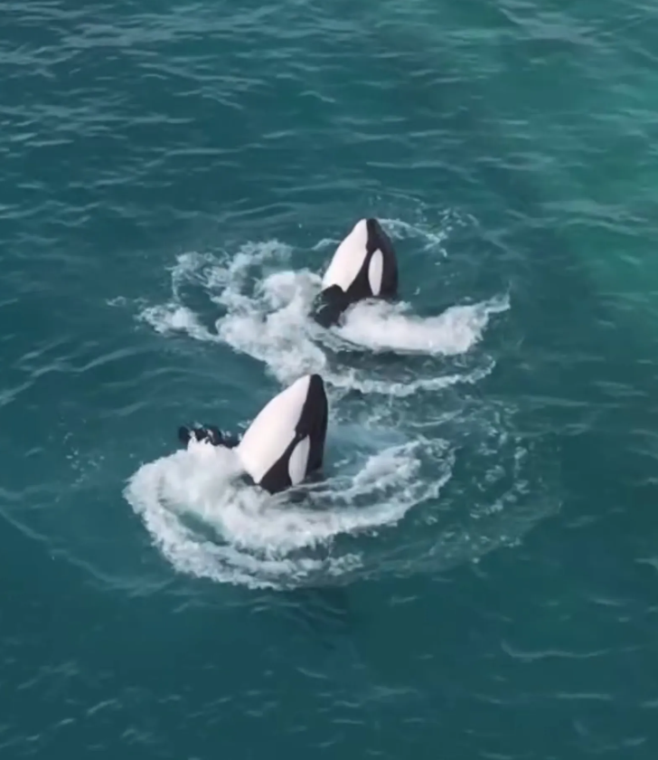 虎鯨母子「受困廢棄樂園」待腐水1年！聽見無人機聲音「下秒靈性舉動」網看哭：在努力求救