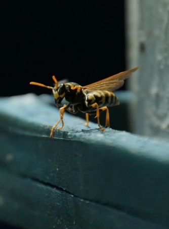 家庭出遊!名校校長驚傳「跟15歲兒掛樹上」送醫喪命 醫護驚「全身密密麻麻紅點」