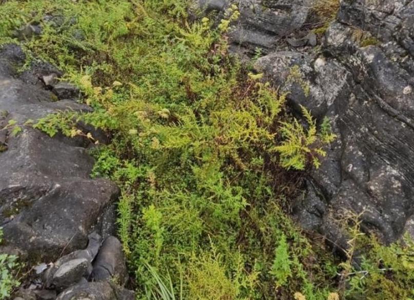 49歲女失蹤多日!被發現「藏石縫中喪命」最後畫面曝光 兒子崩潰「兇手還來家裡吃飯...」